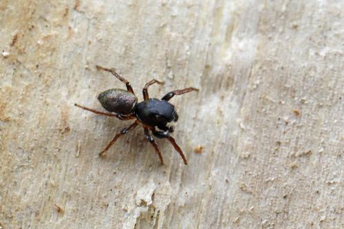 Réf. 343 931 : Heliophanus auratus
